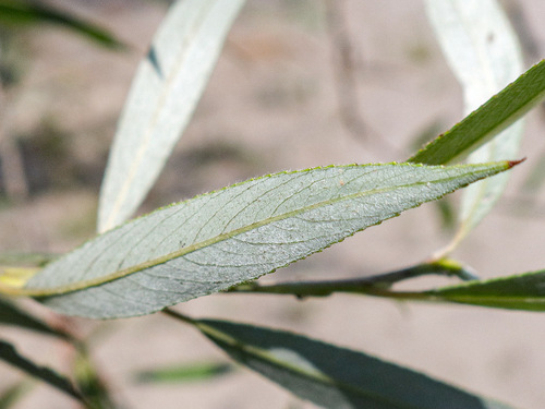 Salix alba (white willow)
