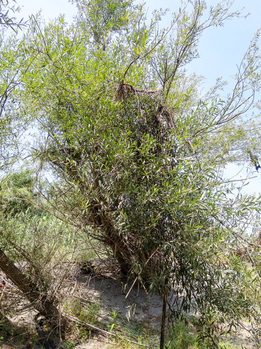 Salix alba (white willow)