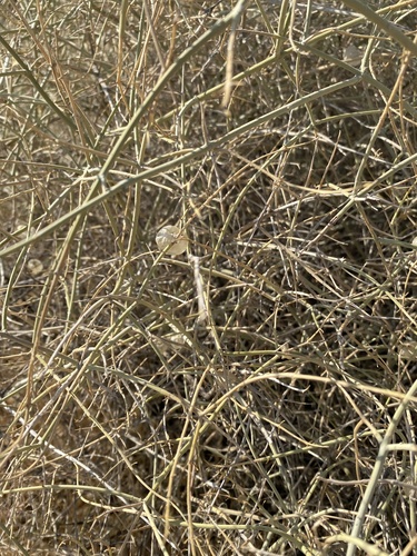Scutellaria mexicana (Paperbag Bush)