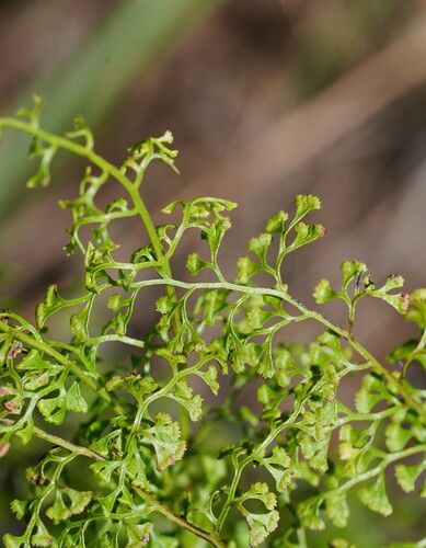 Lindsaea microphylla (lacy wedge fern) (alternate view 10)