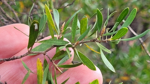 Gaudium trinervium (Paperbark Tea Tree) (alternate view 5)