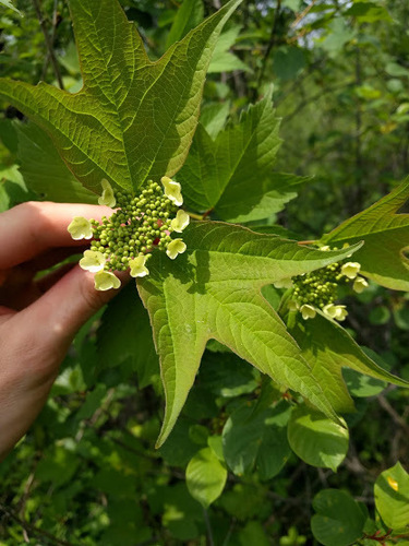 Viburnum opulus var. americanum (American cranberry bush)