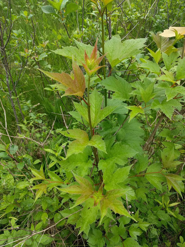 Viburnum opulus var. americanum (American cranberry bush) (alternate view 2)