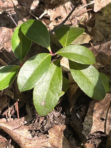 Gaultheria procumbens (wintergreen)