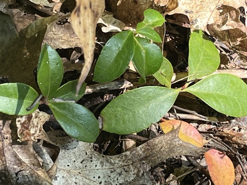 Gaultheria procumbens (wintergreen) (alternate view 2)