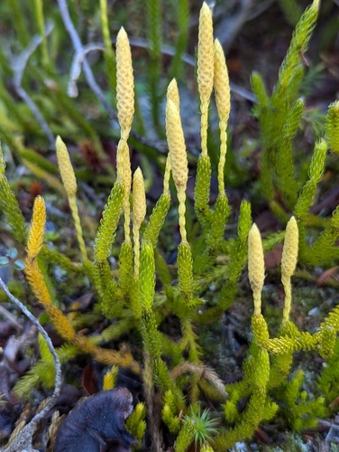 Lycopodium (ground and creeping clubmosses) (alternate view 3)