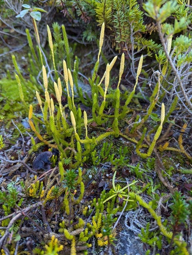 Lycopodium (ground and creeping clubmosses) (alternate view 4)