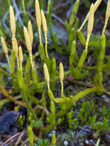 Lycopodium (ground and creeping clubmosses) (alternate view 5)