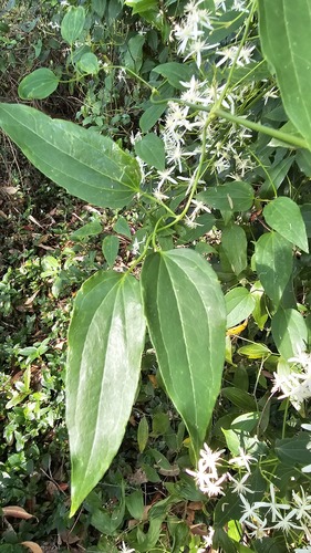 Clematis glycinoides (Headache Vine) (alternate view 5)