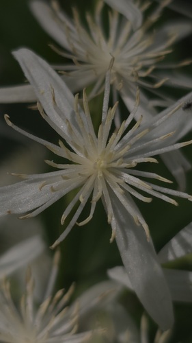 Clematis glycinoides (Headache Vine) (alternate view 4)