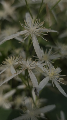 Clematis glycinoides (Headache Vine) (alternate view 3)