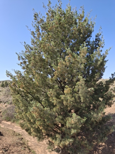 Callitris glaucophylla (White Cypress-pine) (alternate view 5)