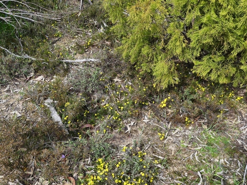 Hibbertia exutiacies (Prickly Guinea-flower) (alternate view 4)