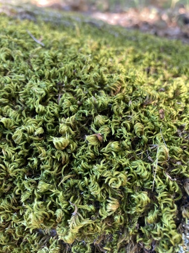 Homalothecium sericeum (Silky Wall Feather-moss)