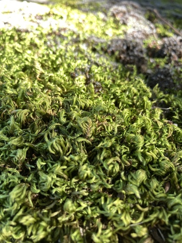 Homalothecium sericeum (Silky Wall Feather-moss)