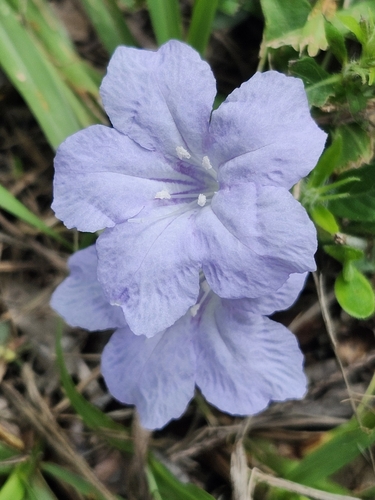 Ruellia caroliniensis (Carolina ruellia) (alternate view 2)