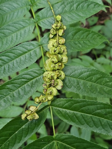Pterocarya fraxinifolia (Caucasian Wingnut)