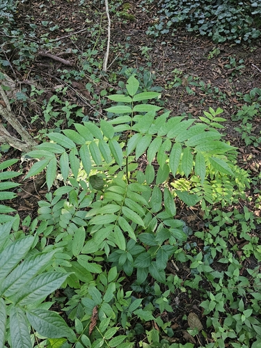 Pterocarya fraxinifolia (Caucasian Wingnut)