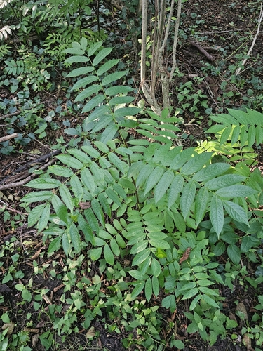 Pterocarya fraxinifolia (Caucasian Wingnut)