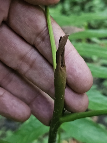 Pterocarya fraxinifolia (Caucasian Wingnut)