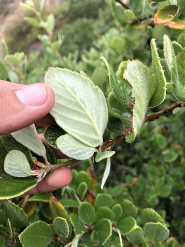 Cercocarpus (mountain mahoganies) (alternate view 7)