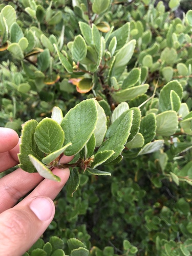Cercocarpus (mountain mahoganies) (alternate view 6)