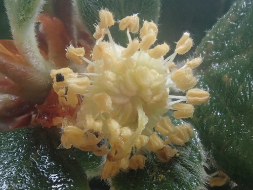 Cercocarpus (mountain mahoganies) (alternate view 5)