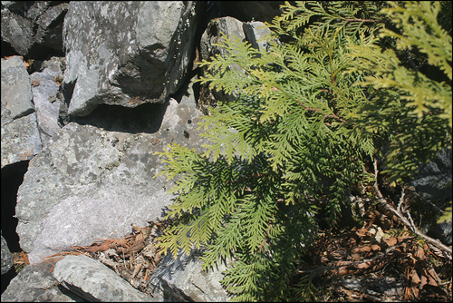 Thuja koraiensis (Blue Korean Arborvitae) (alternate view 2)