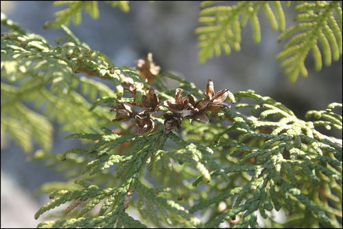 Thuja koraiensis (Blue Korean Arborvitae) (alternate view 4)
