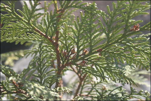 Thuja koraiensis (Blue Korean Arborvitae) (alternate view 3)