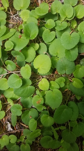 Viola sempervirens (Evergreen Yellow Violet) (alternate view 4)