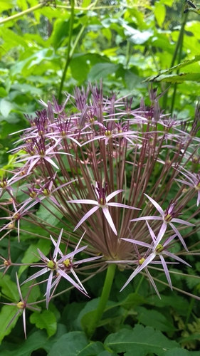 Allium cristophii (Star of Persia) (alternate view 3)