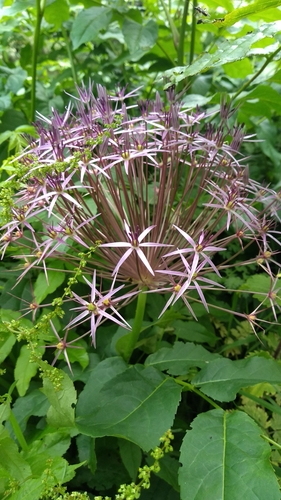 Allium cristophii (Star of Persia) (alternate view 4)