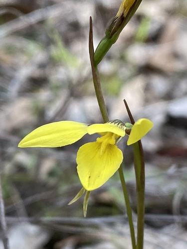 Diuris chryseopsis (Common Golden Moths) (alternate view 2)
