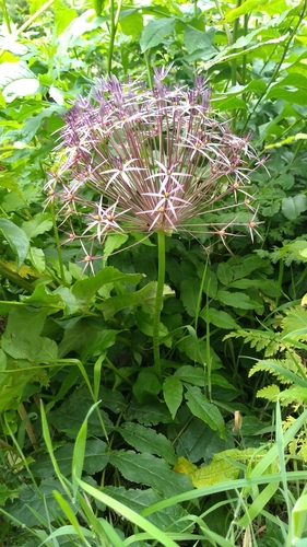 Allium cristophii (Star of Persia) (alternate view 5)