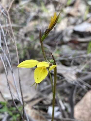 Diuris chryseopsis (Common Golden Moths) (alternate view 3)
