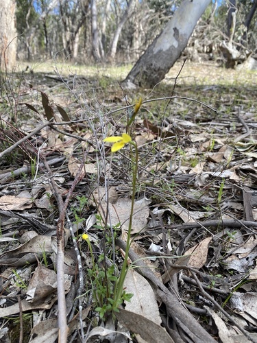 Diuris chryseopsis (Common Golden Moths) (alternate view 4)