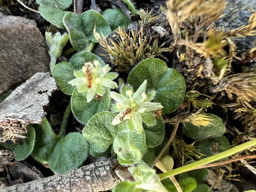 Dichondra repens (kidney weed) (alternate view 8)