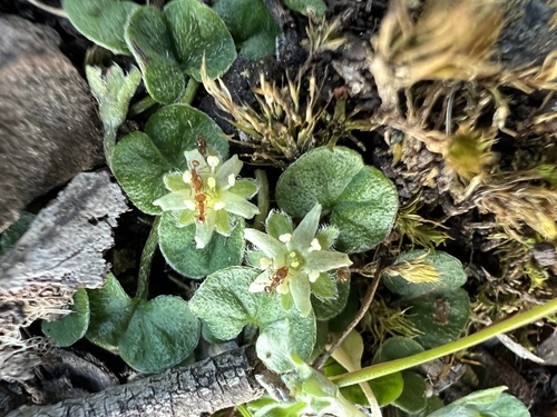 Dichondra repens (kidney weed) (alternate view 9)