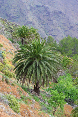 Phoenix canariensis (Canary Island palm)