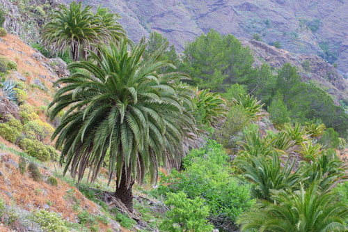Phoenix canariensis (Canary Island palm)