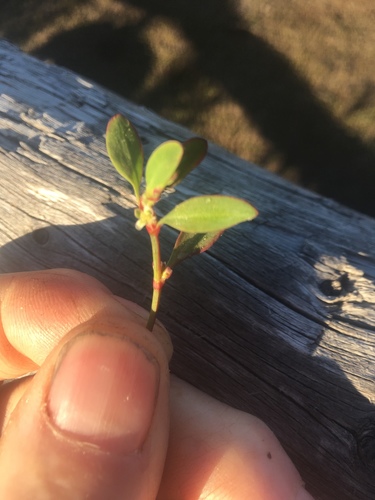 Polygonum aviculare (common knotweed)