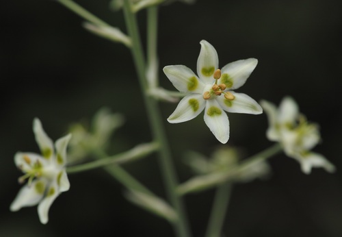 Anticlea elegans (Mountain Deathcamas) (alternate view 4)