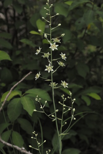 Anticlea elegans (Mountain Deathcamas) (alternate view 5)