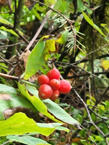 Lonicera ciliosa (trumpet honeysuckle) (alternate view 4)