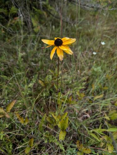 Rudbeckia fulgida (Black-eyed Susan) (alternate view 6)