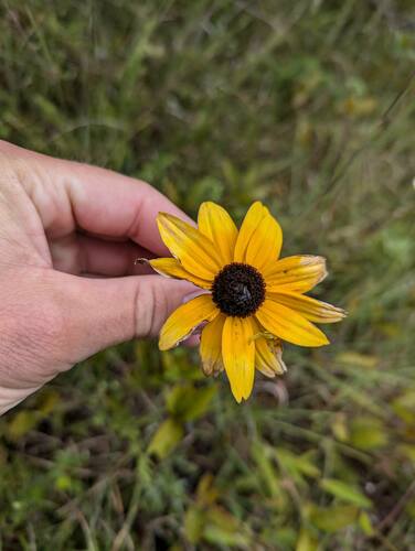 Rudbeckia fulgida (Black-eyed Susan) (alternate view 7)