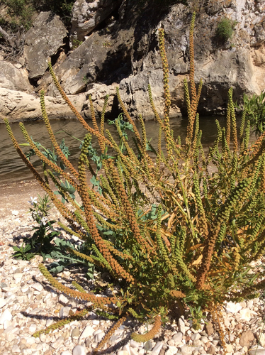 Reseda luteola (Weld)