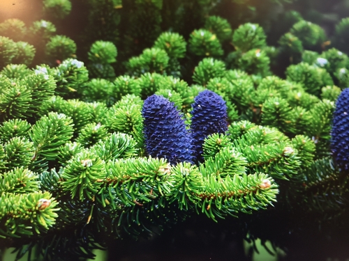 Abies delavayi (Delavay Fir)
