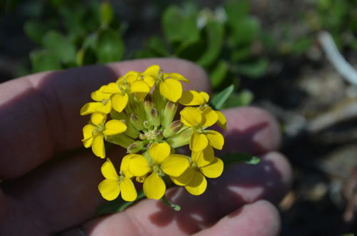 Erysimum capitatum (Western Wallflower)